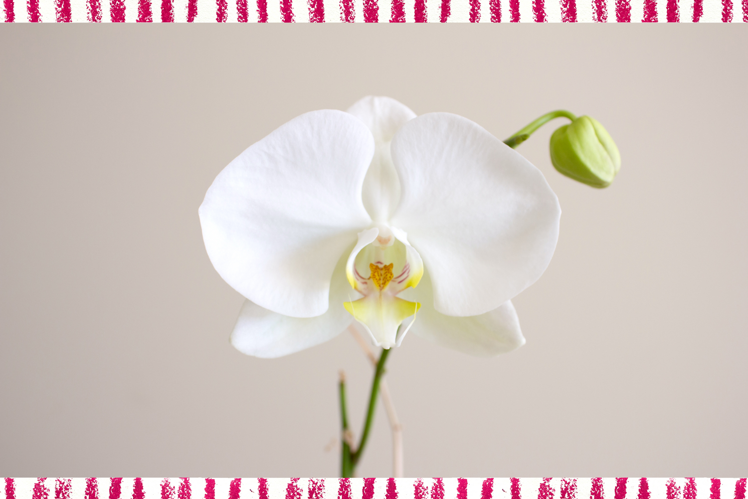 king del castillo white orchid close-up on neutral background with red and white stripe trim on image border